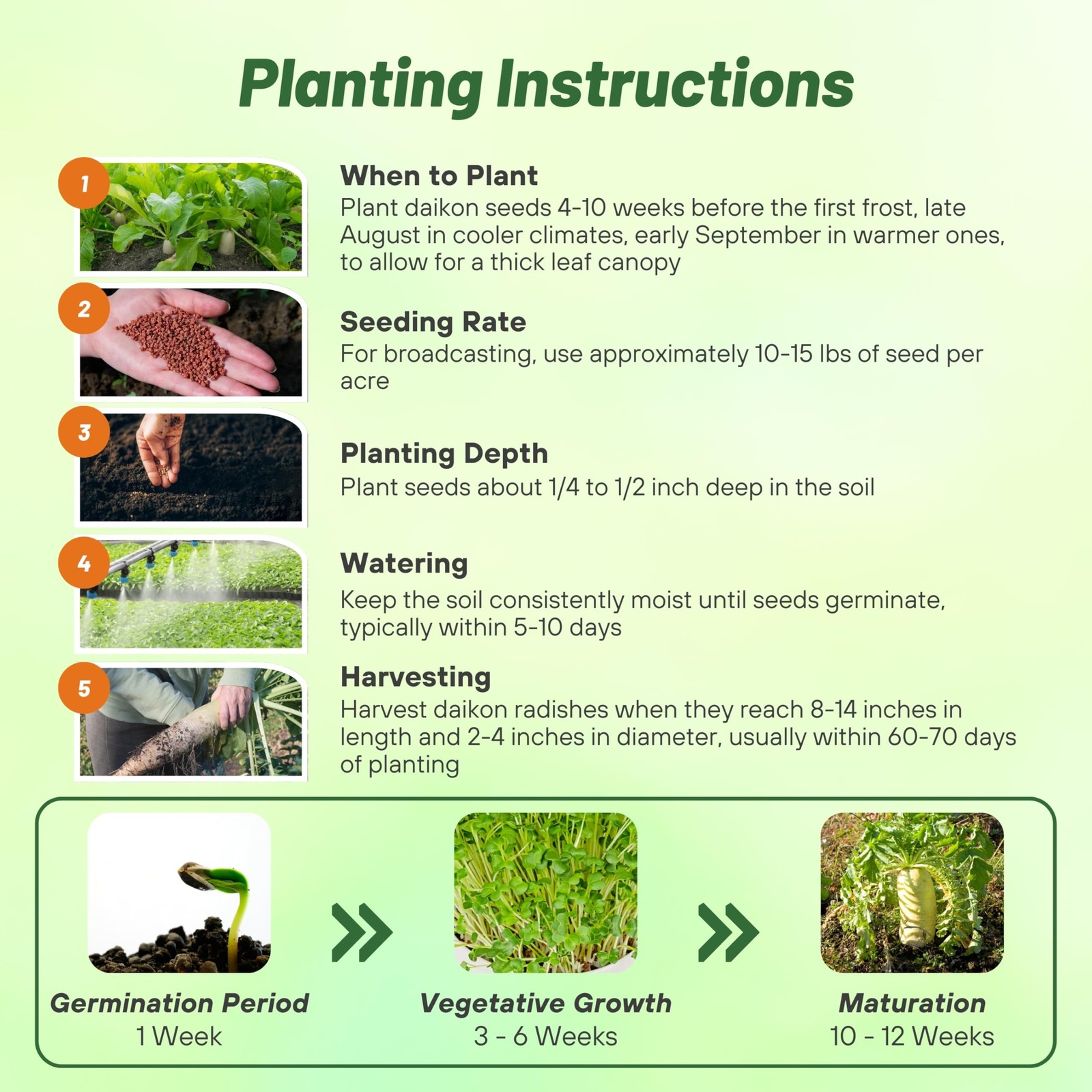 Daikon Radish Seeds – Soil Health, Erosion Control, Cover Crops, and Gardens