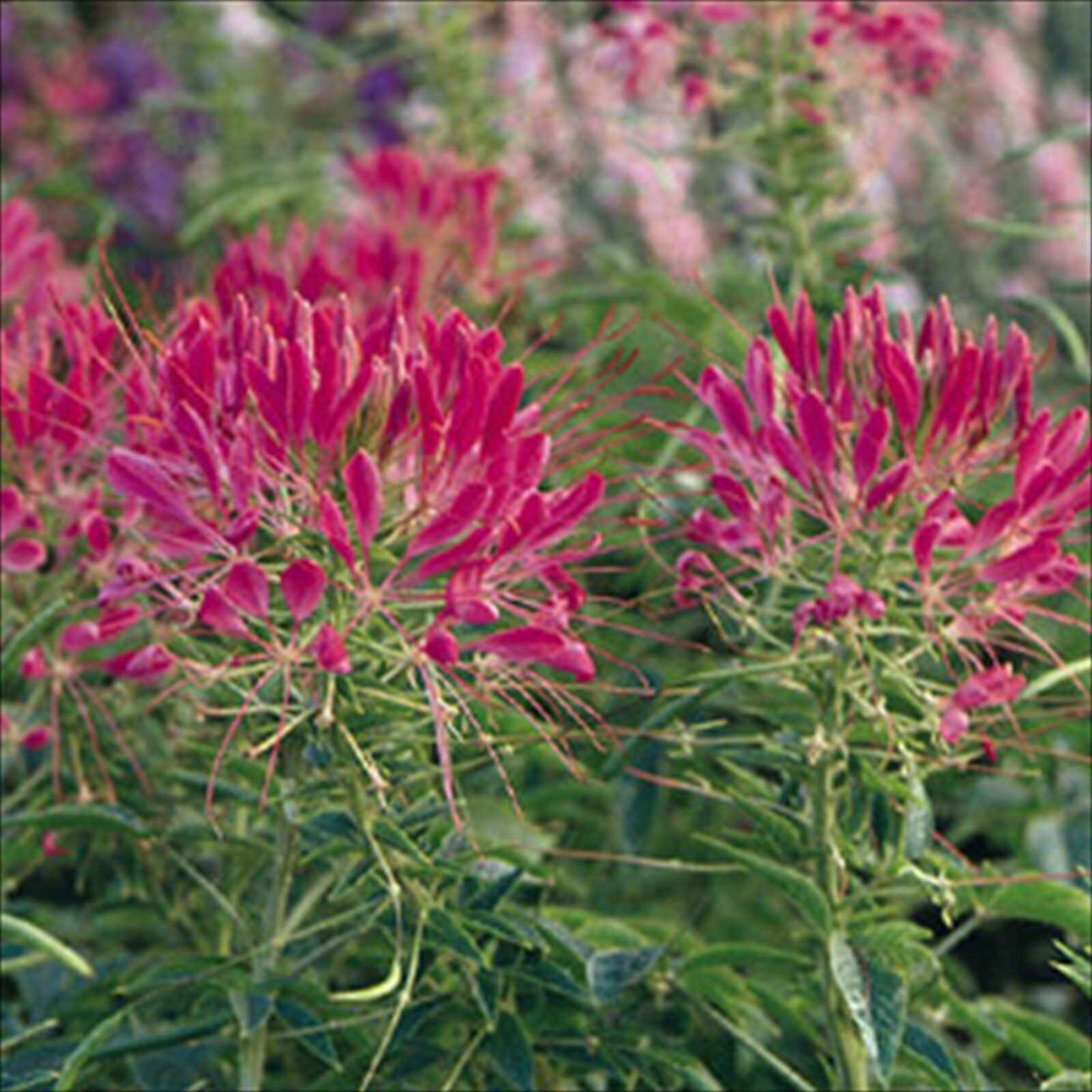 Cleome Cherry Queen – 100 Seeds – Spider Plant – Attracts Hummingbirds!