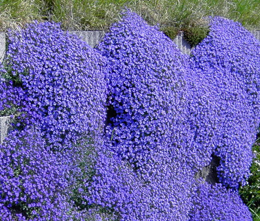 AUBRIETA ROCK CRESS CASCADE BLUE Aubrieta Hybrida Superbissima – 300 Bulk Seeds