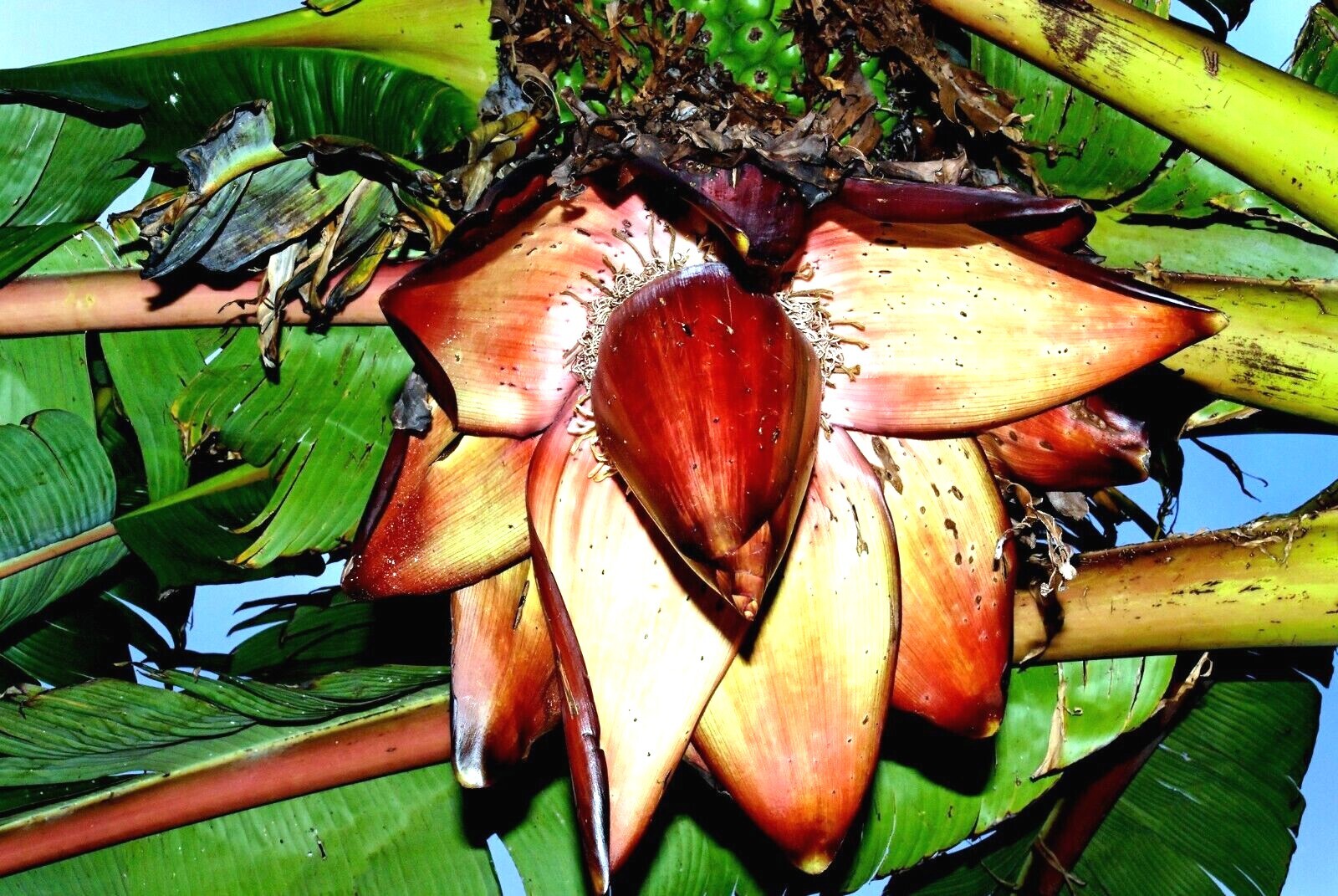 10 Red Abyssinian (Musa Ensete ventricosum) False Banana Plant Tree Seeds RARE