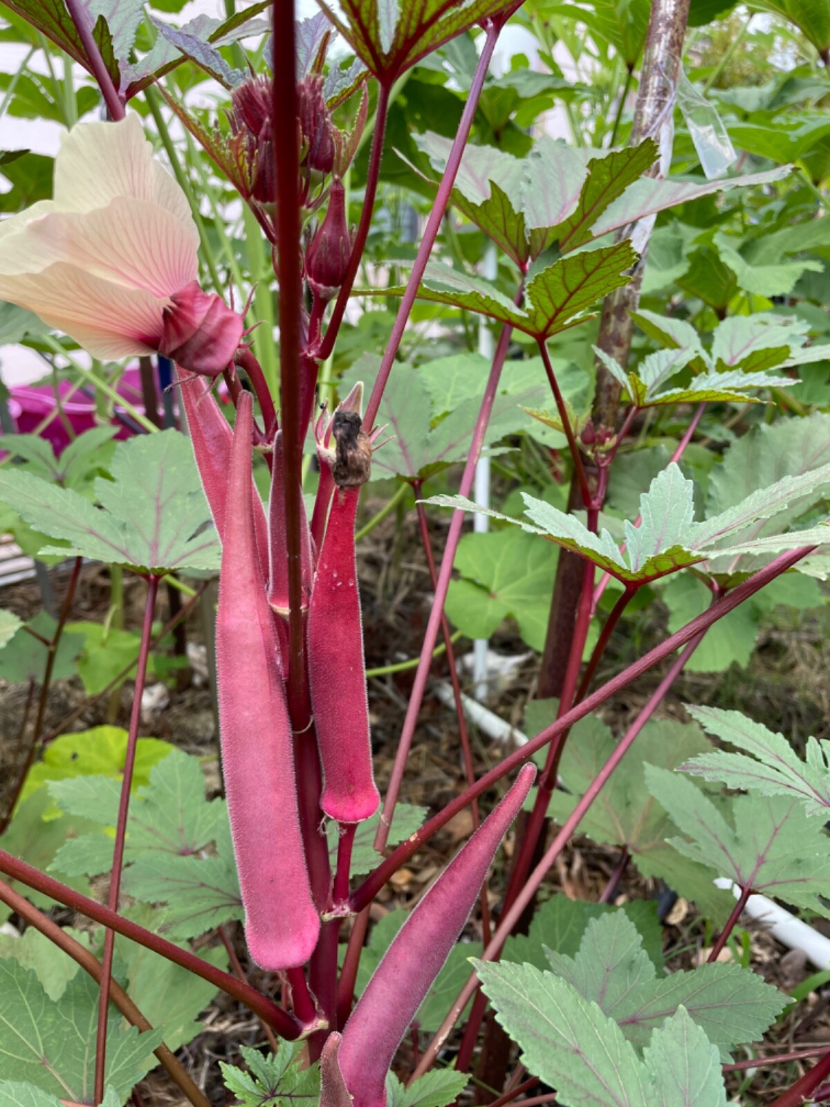 60+ Okinawa Pink Okra Seeds Open Pollinated No pesticides. Early and Prolific