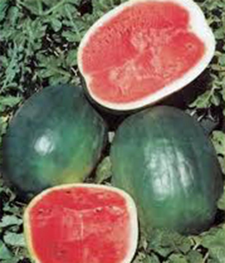 WATERMELON SEED, BLACK DIAMOND, HEIRLOOM, 500 SEEDS, MELON, NON GMO