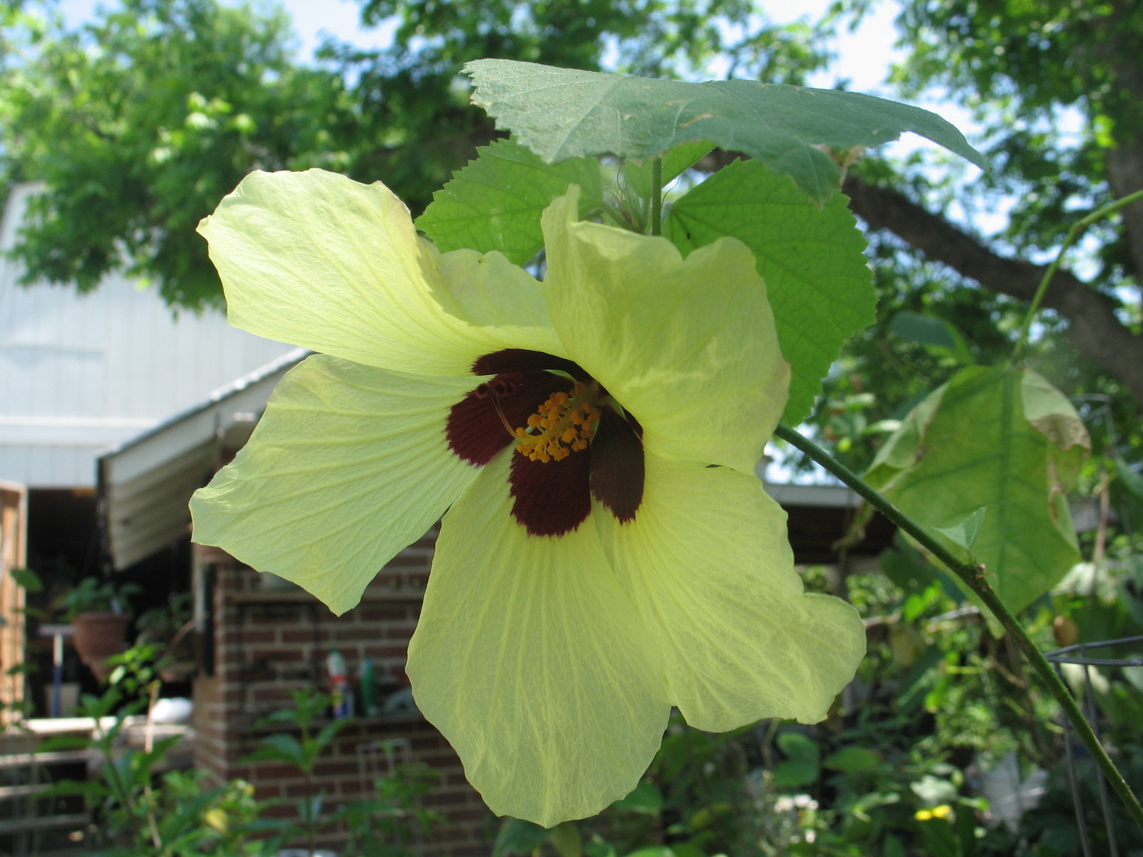 Hibiscus calyphyllus Lemon Yellow Rosemallow 10 seeds