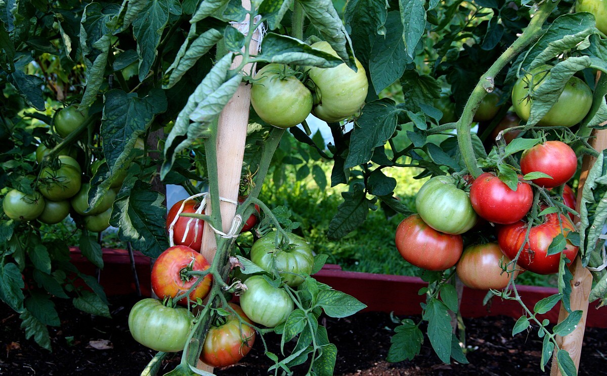 30 Miracle of Siberian Land TOMATO Seeds