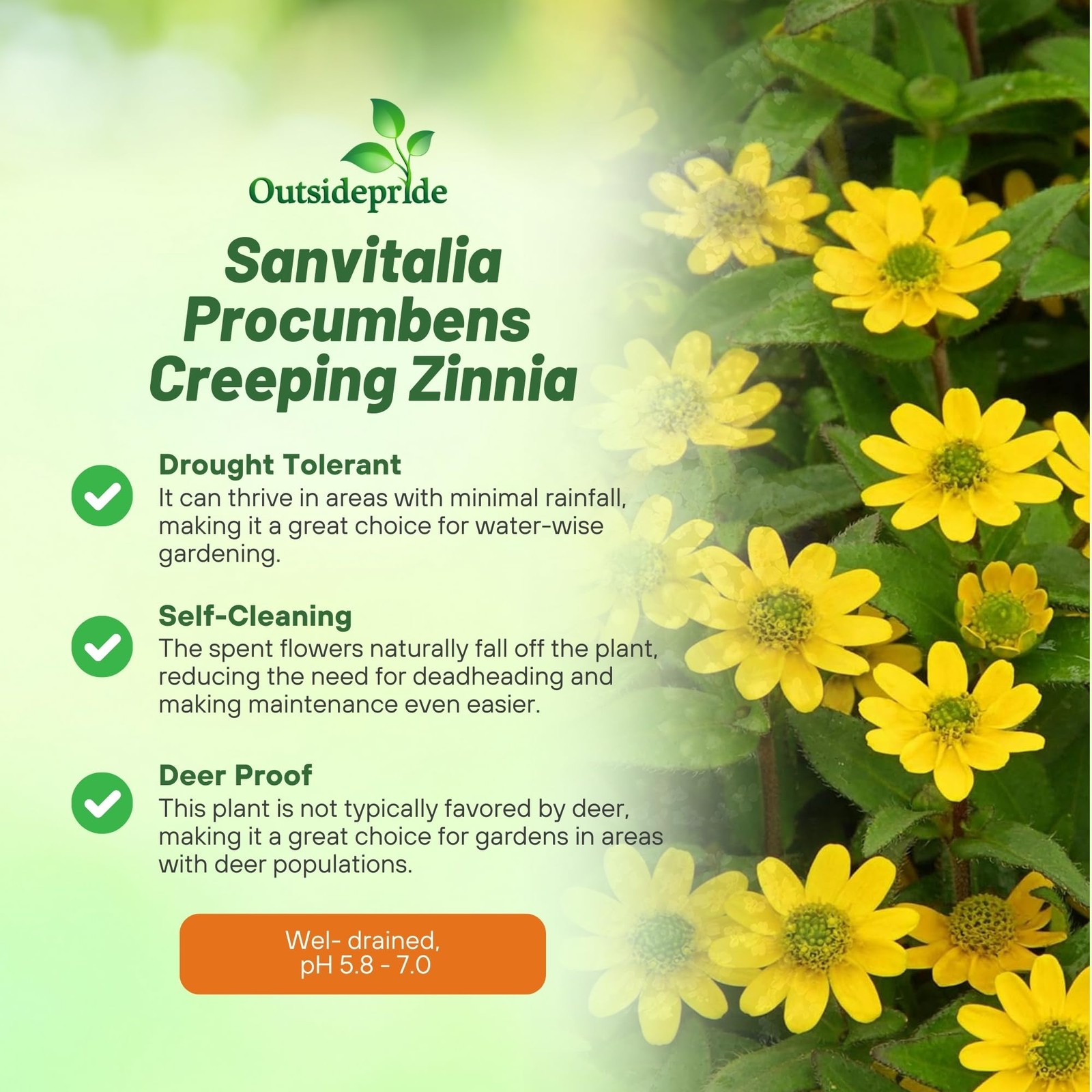 Creeping Zinnia Seeds – 2000 Pcs Annual Flower Seeds for Planting Outdoors, E…