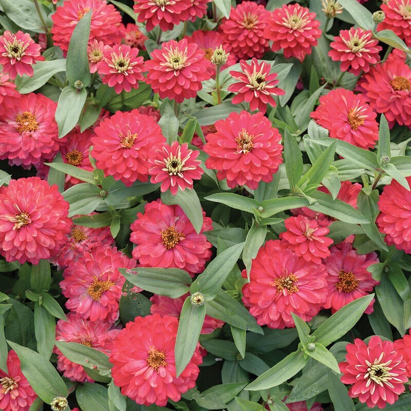 100+ Double Zahara Salmon Zinnia Seeds for Garden – USA – FREE SHIPPING!