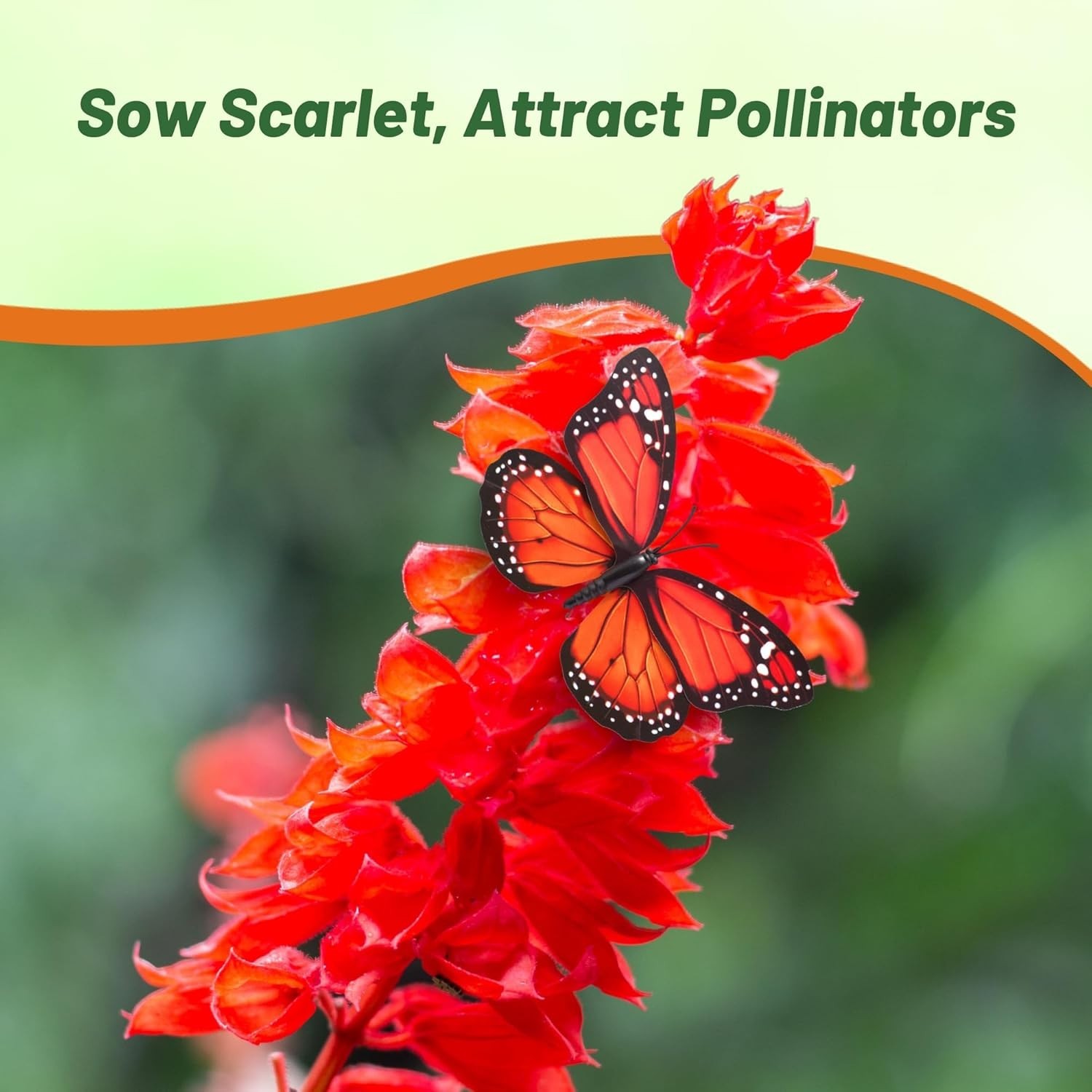 Attractive Scarlet Sage Seeds – 1/4 lb Perennial that Enhances Garden Wildlife