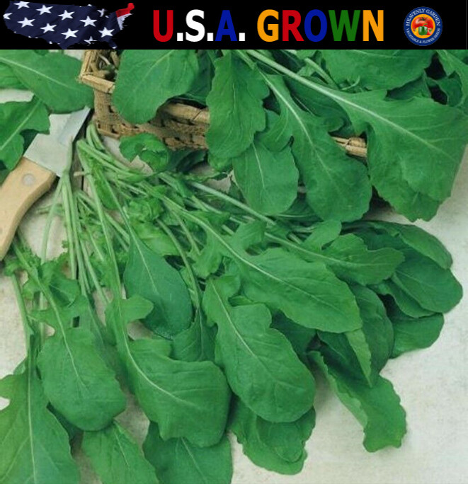 500 Arugula Seeds Eruca Sativa Organic Heirloom