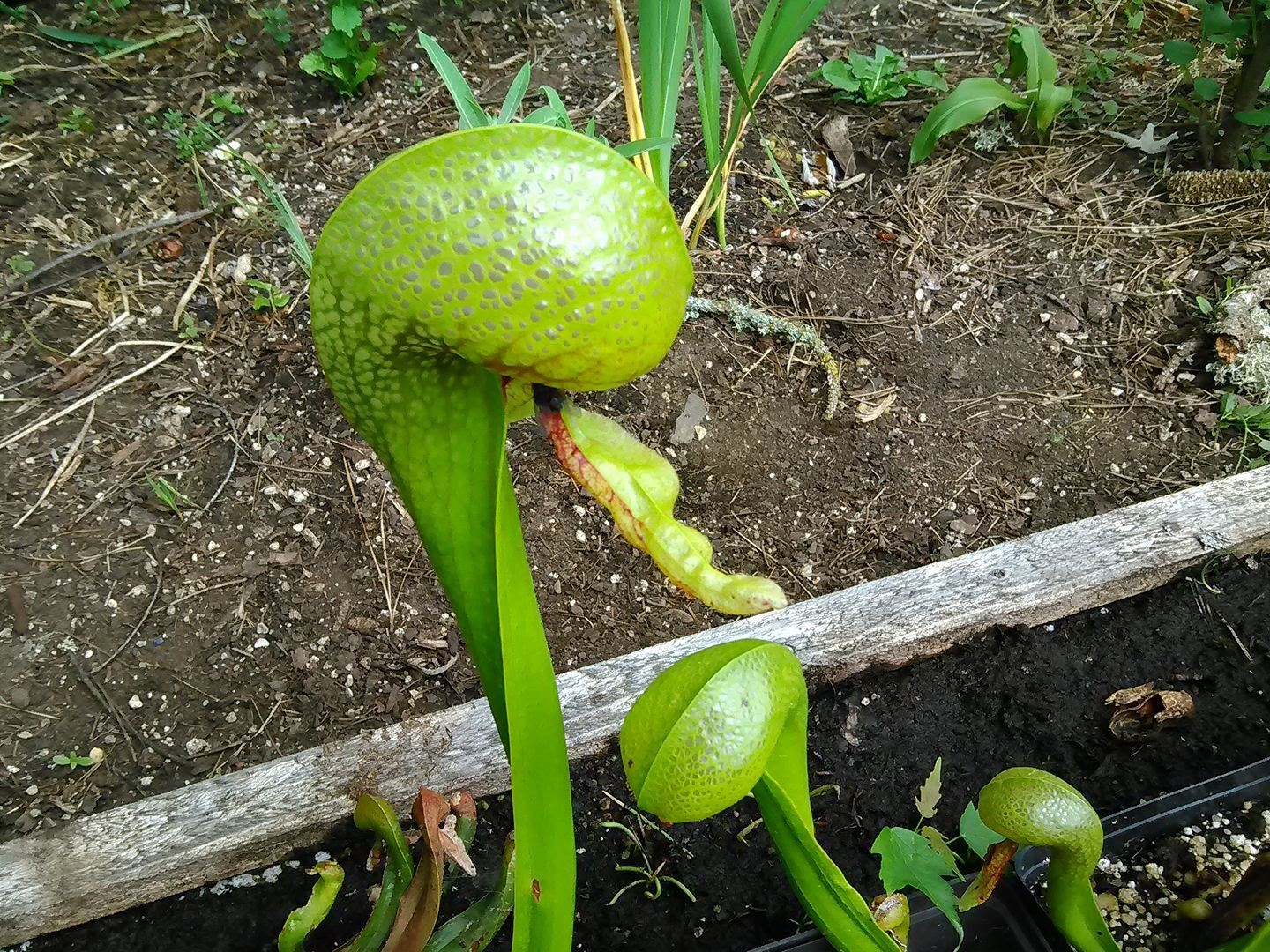 250 Cobra Lily/ Darlingtonia Californica SEEDS