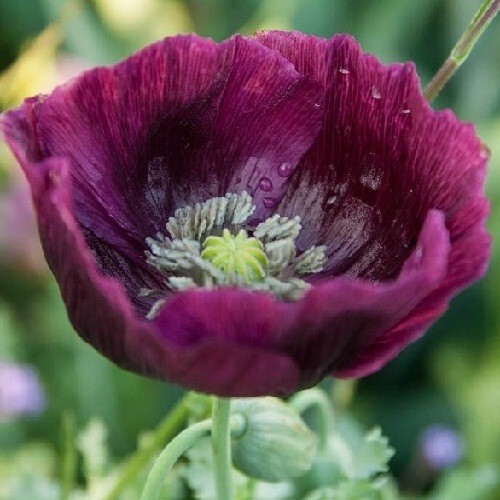 5,000+ Stratified Lauren’s Grape High Germination Pap. Somiferum Poppy Seeds