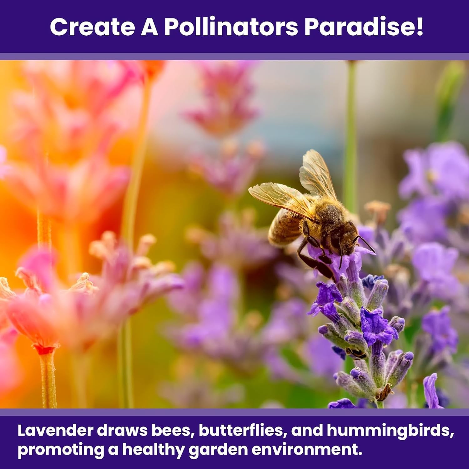 Indoor/Outdoor 1500 Lavender Seeds – Drought-Tolerant & Pollinator-Friendly