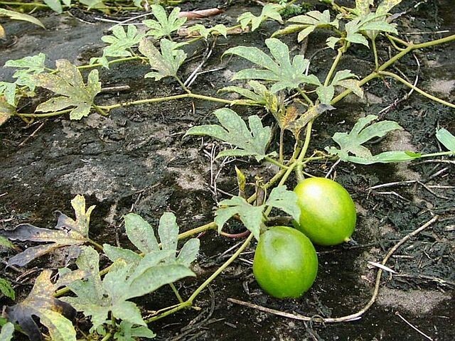Trichosanthes tricuspidata | Tindora | 10 Seeds