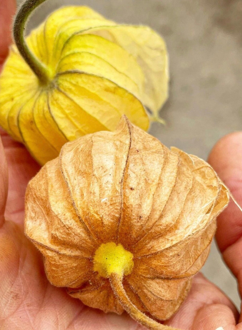 6 cuttings of Goldenberry ‘pineapple’, Physalis peruviana