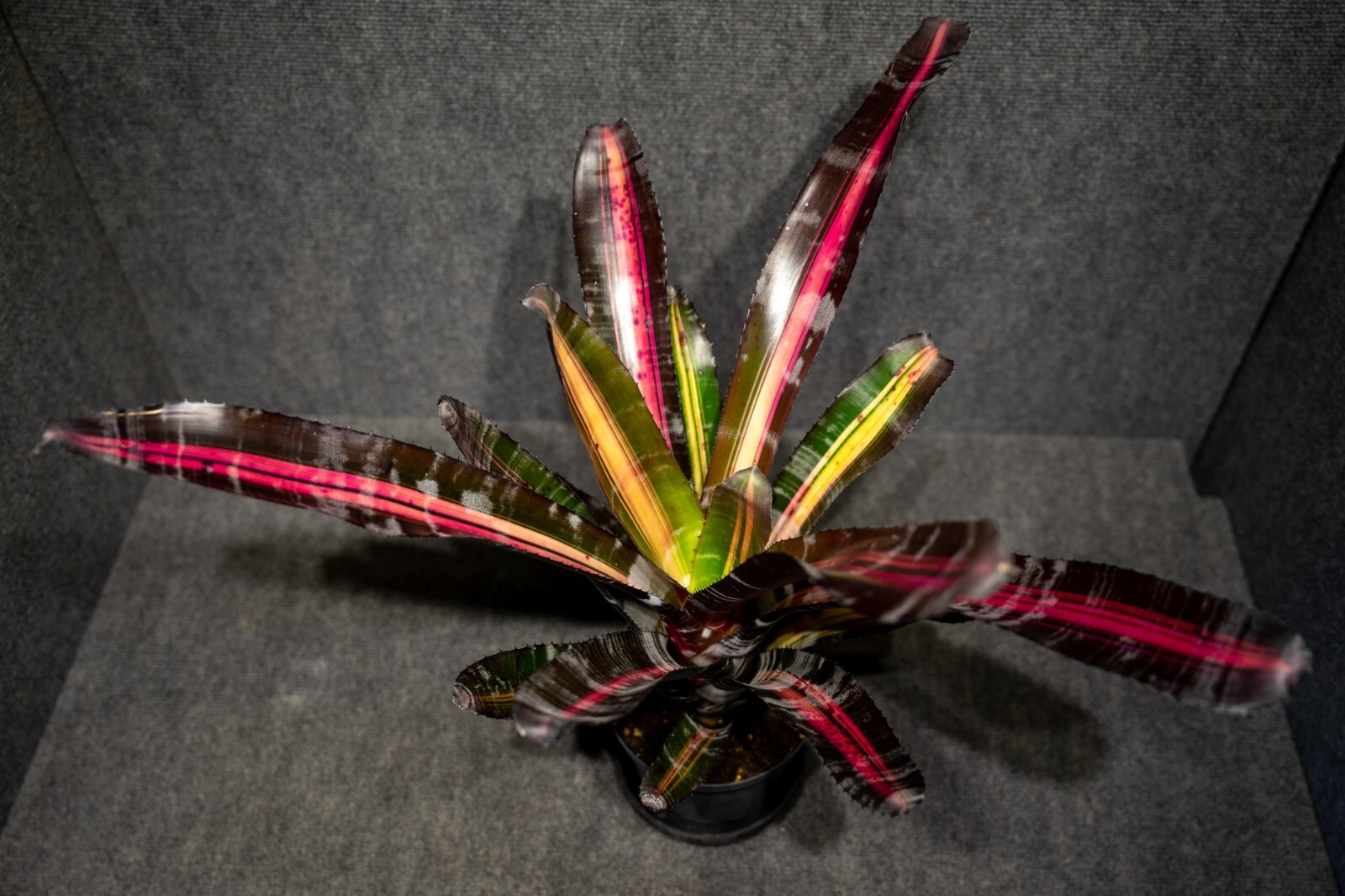 Bromeliad Aechmea Roberto Menescal 6″ pot – live plant