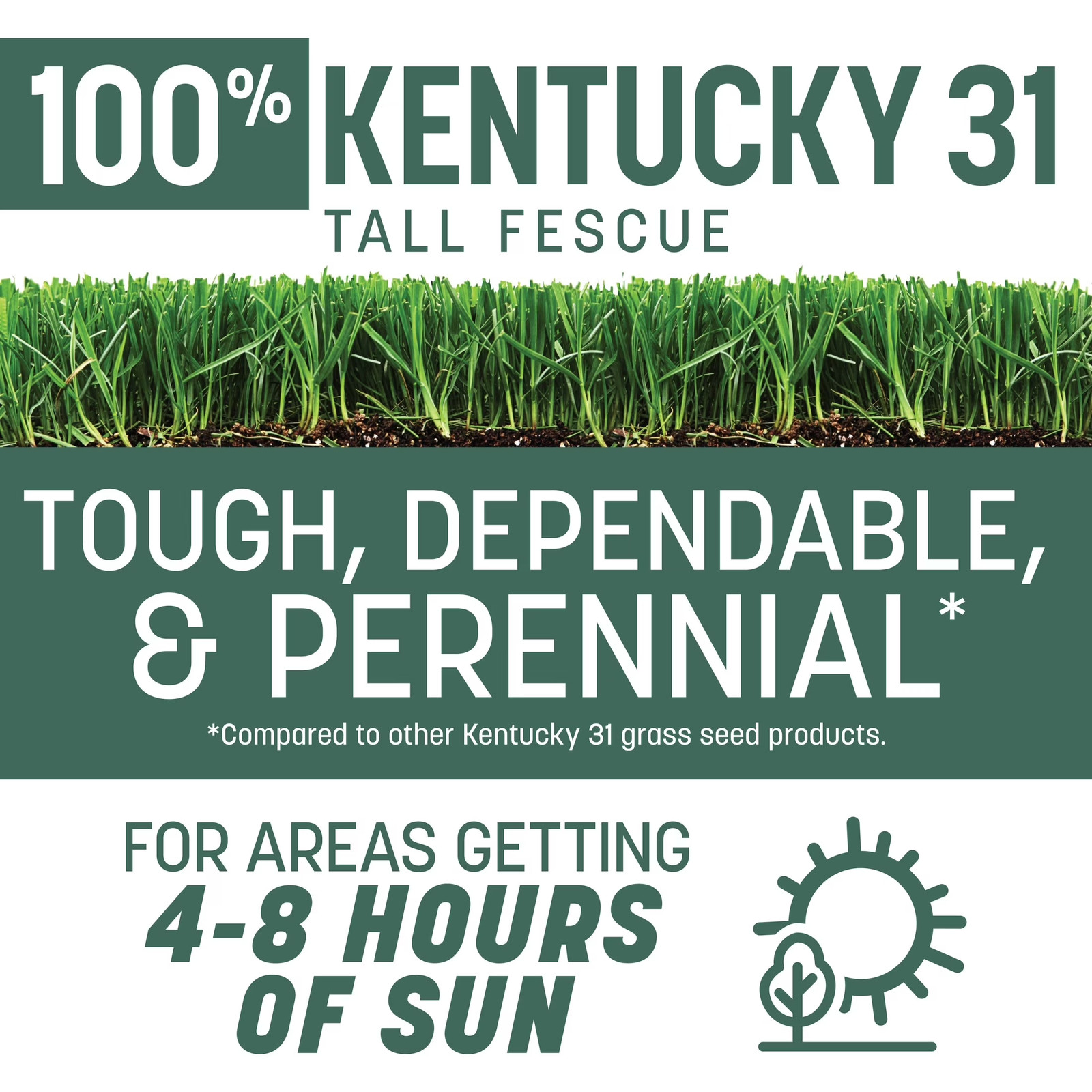 Kentucky 31 Tall Fescue Grass Seeds for Lawn, for Sun to Partial Shade, 20 Lb