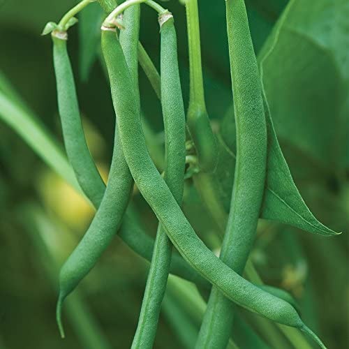 100+ Blue Lake Pole Bean Seeds for Planting Organic Heirloom Non GMO 1 Ounce …