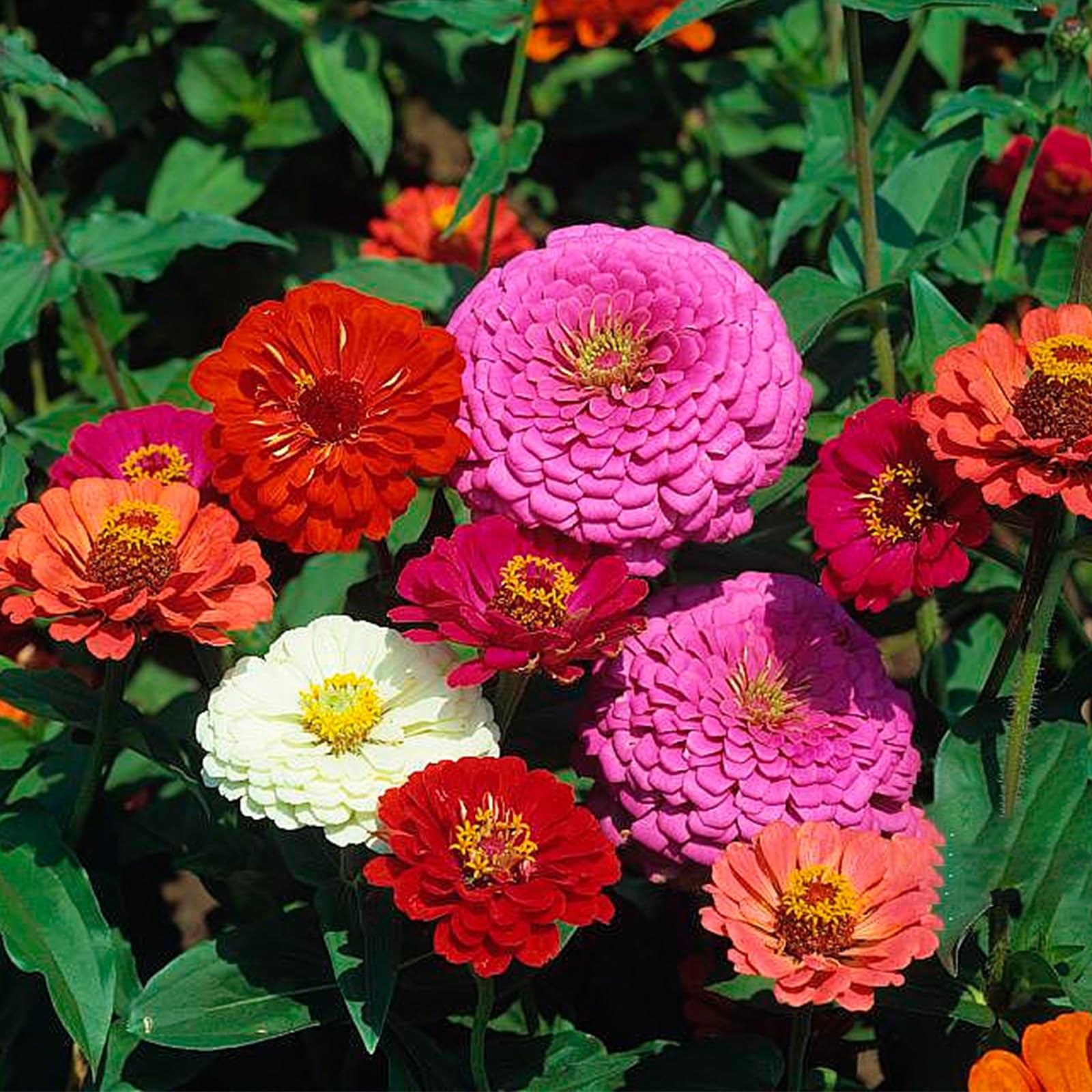 Zinnia Seeds Bulk 10,000+ | Outdoor Flower for Planting | Zinnia Seeds for 20…