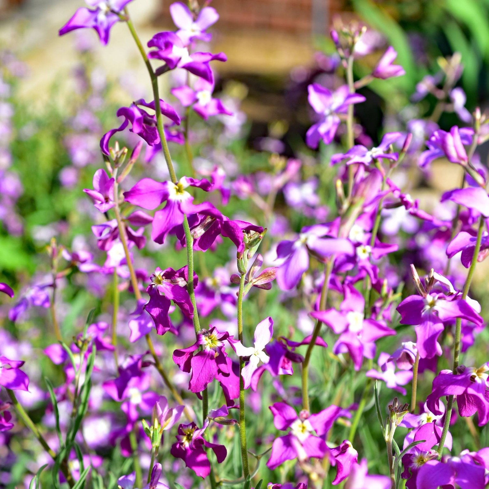 Mr. Fothergill’s Stock Scented Seed Oh Sow Simple, Easy to Grow