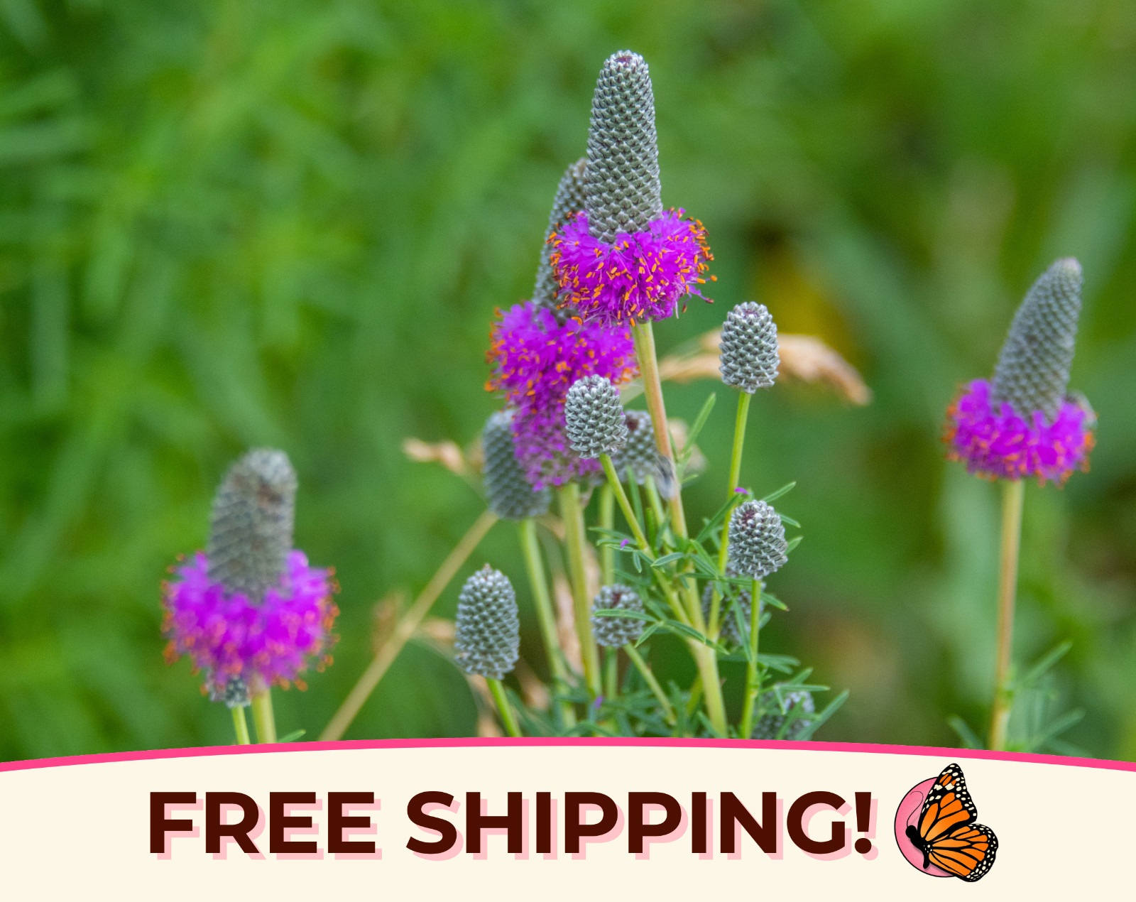 2750+ Clover ‘Purple Prairie’ Seeds | Native Wildflower Gardening Flower Seeds