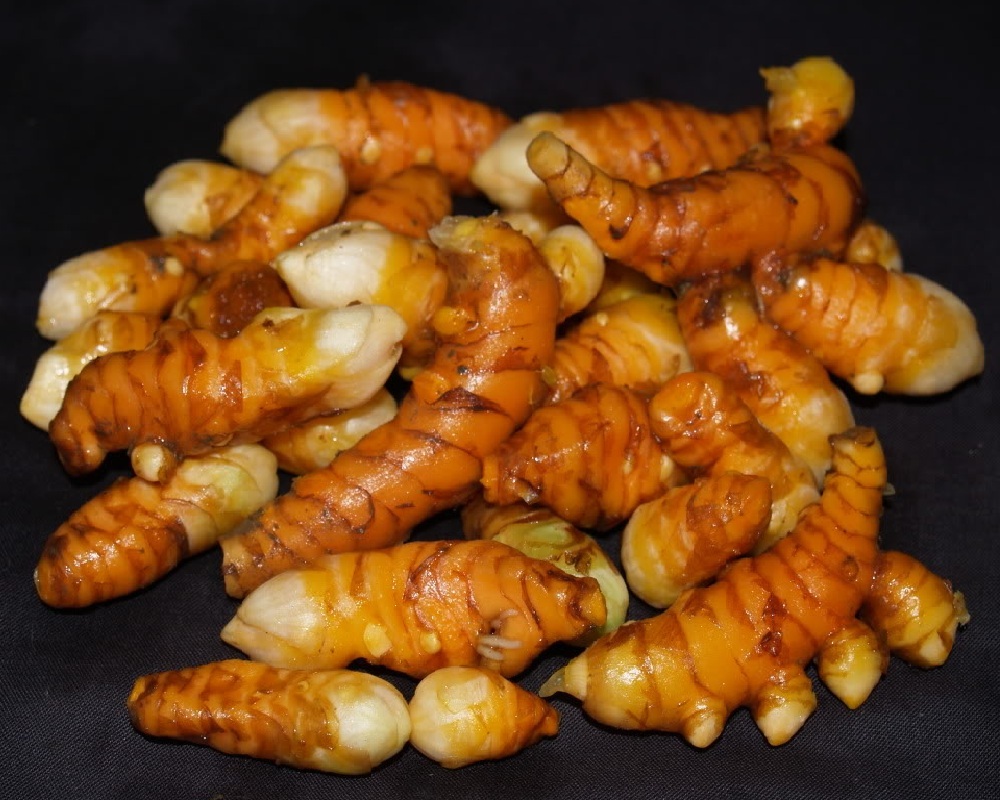 ~TURMERIC~ SPICE Curcuma longa BUY 3 get 4th FREE Orange Ginger Rhizome (Single)
