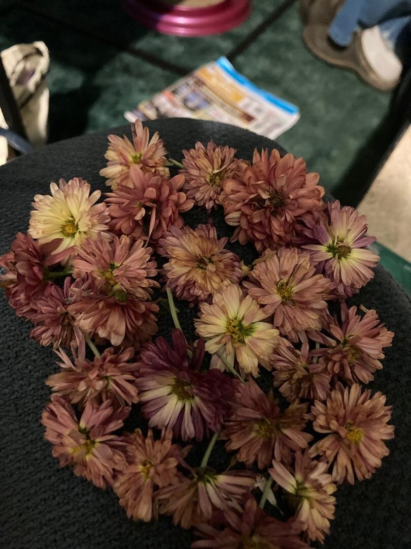 PINK Chrysanthemum Flowers 250 PINK Mum Seeds USA Seller Grown