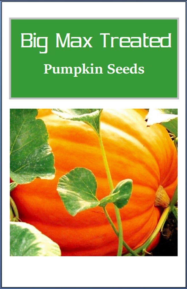 Big Max Pumpkin Treated Seeds | NON-GMO | Heirloom | Fresh Garden Seeds
