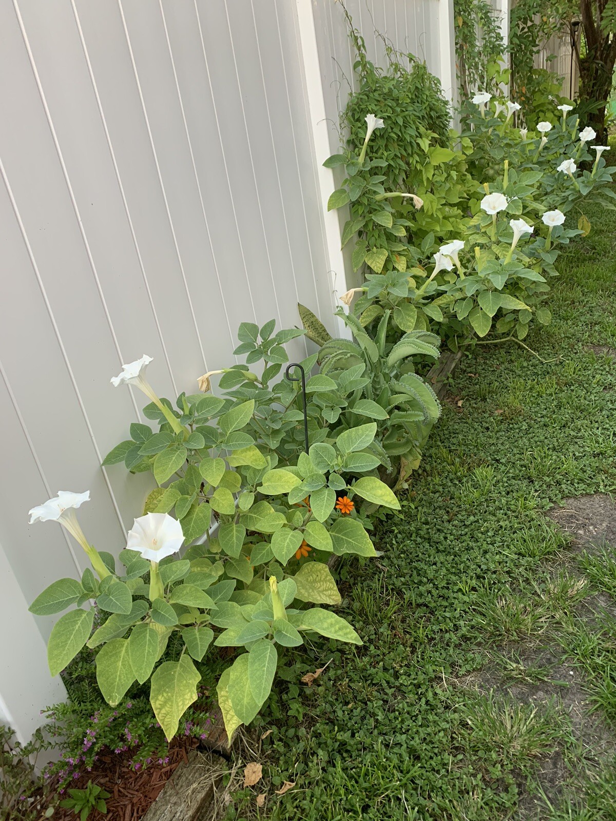 (400 SEEDS) White Moon Flower Angel’s Trumpet Day&Night Bloom Datura. 2023Seeds