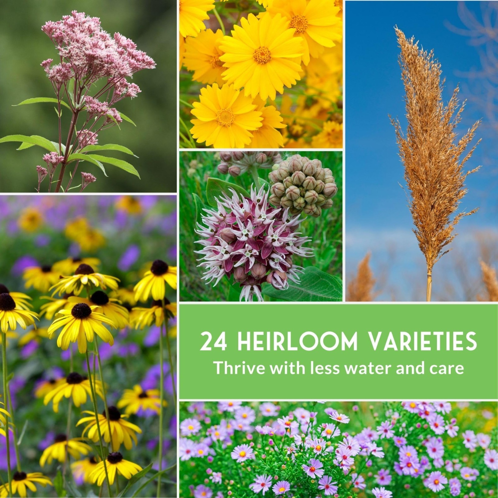 Wildflower Seeds Variety Pack – 24 Non-GMO Perennial & Annual Flowers for Pollin