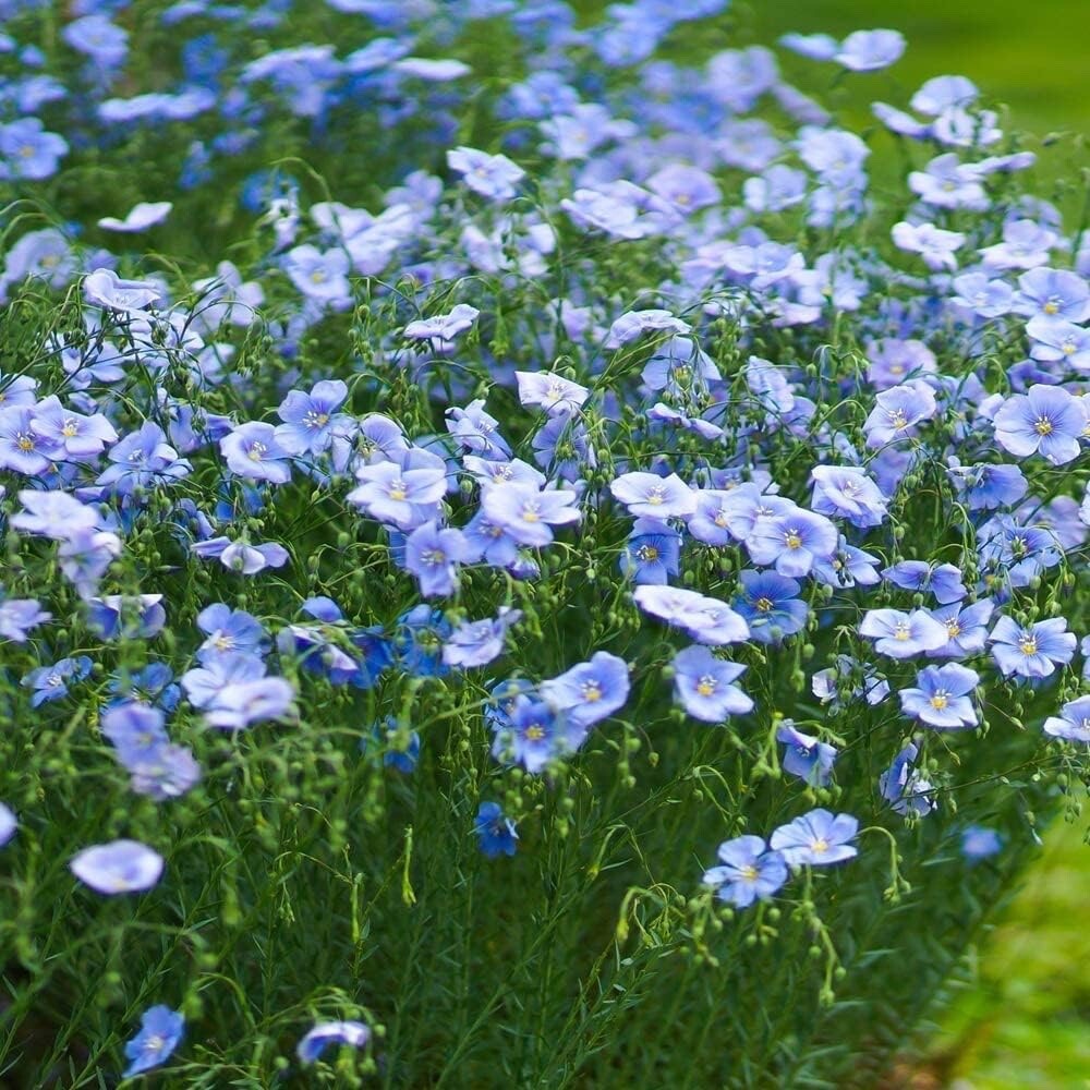Blue Flax Seeds for Planting – Blue Wildflower