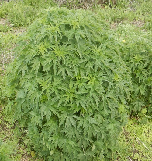 Motherwort Seeds – Leonurus cardiaca – Medicinal Herb – 10 25 50 100 Packs USA
