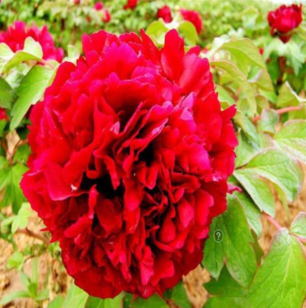 20 EXOTIC RARE PEONY SEEDS for garden flower beds plant bush USA SELLER USPS