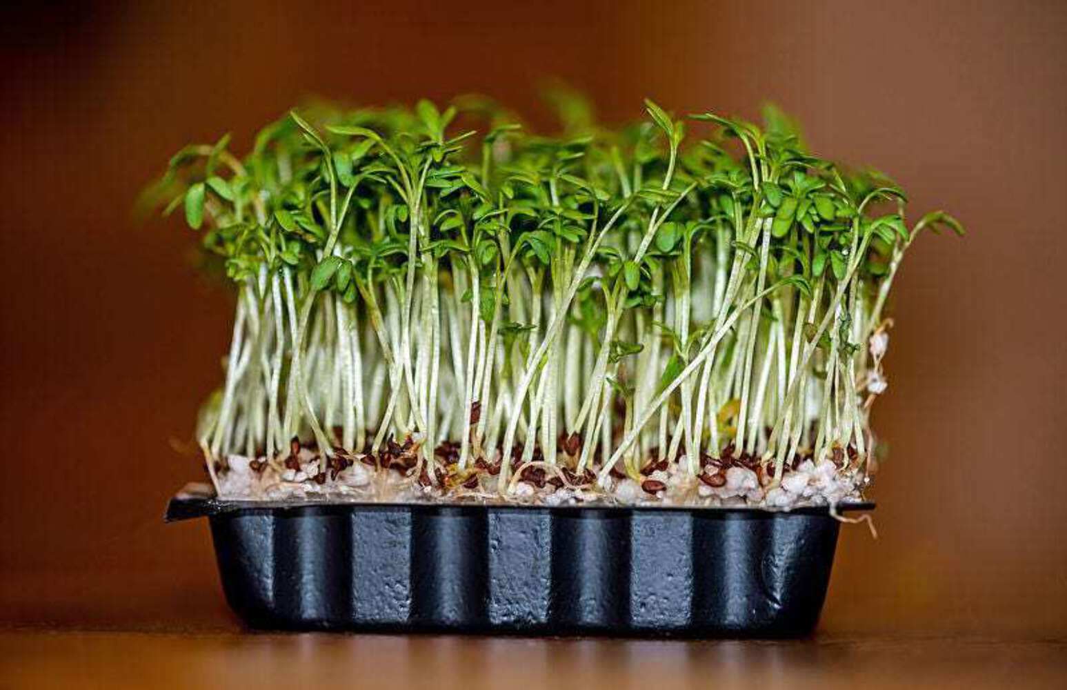 1500 UPLAND CRESS American Land Cress Barbarea Verna Creasy Vegetable Herb Seeds