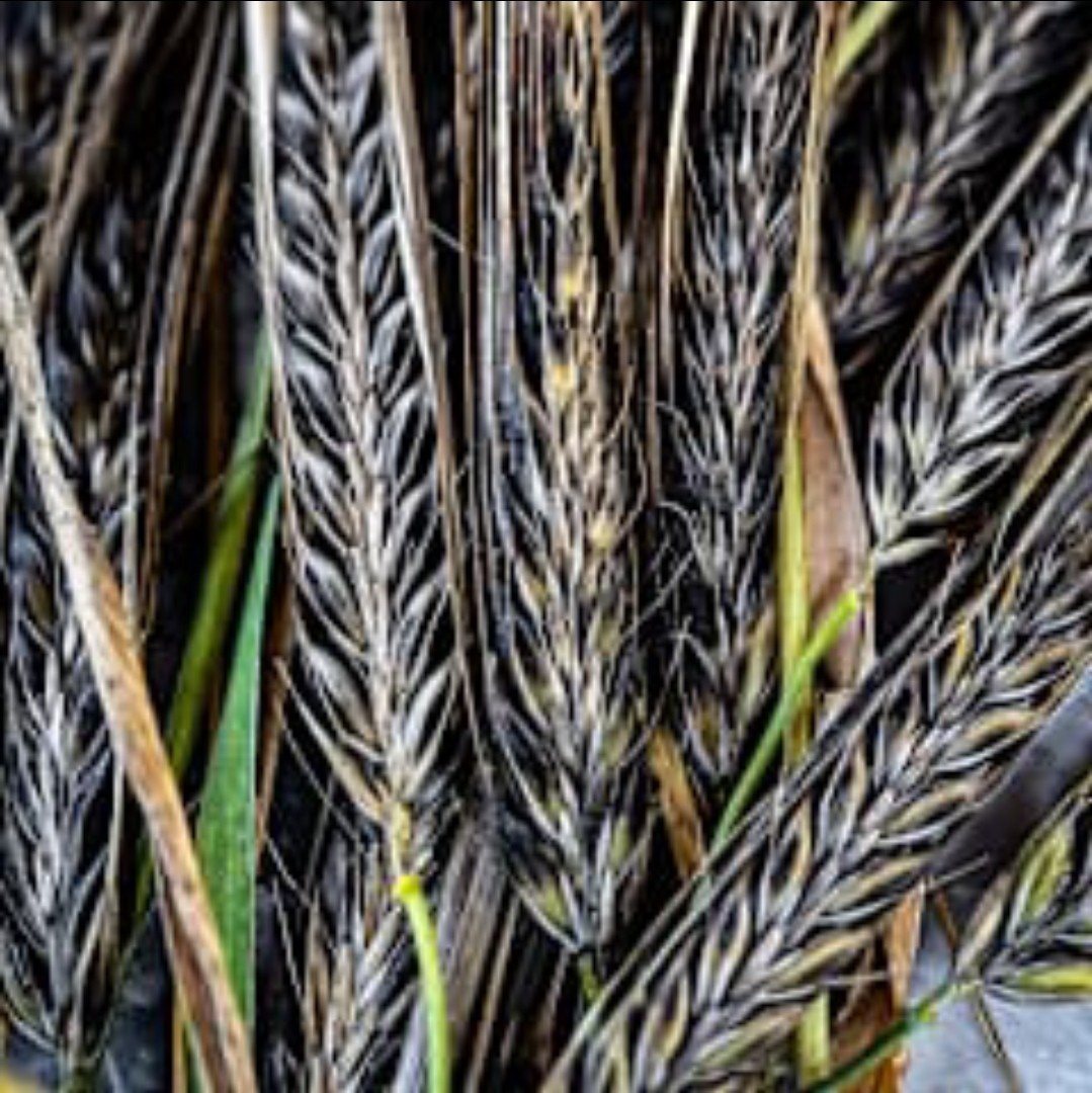 Egyptian Black Nile Barley Seeds (200) / Super Rare / Healthy / Non-GMO