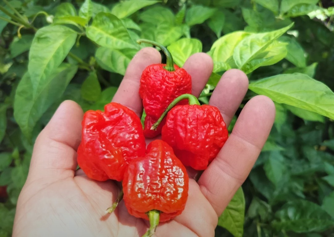 Superhot! – 7 Pot Brain – Chili Pepper Seeds – 50 Seeds