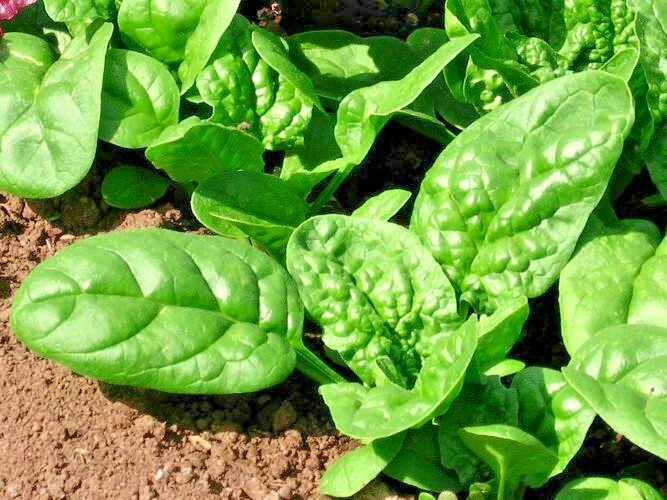 200+BLOOMSDALE SPINACH Seeds Organic Vegetable Garden Container Slow to Bolt