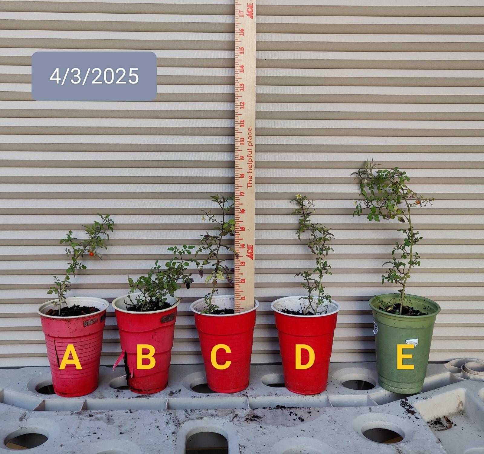 1 (One) Live Plant “SPOON TOMATO” ROOTED about 5-17″ Tall