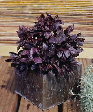 Basil Dark Opal 1,000 seeds