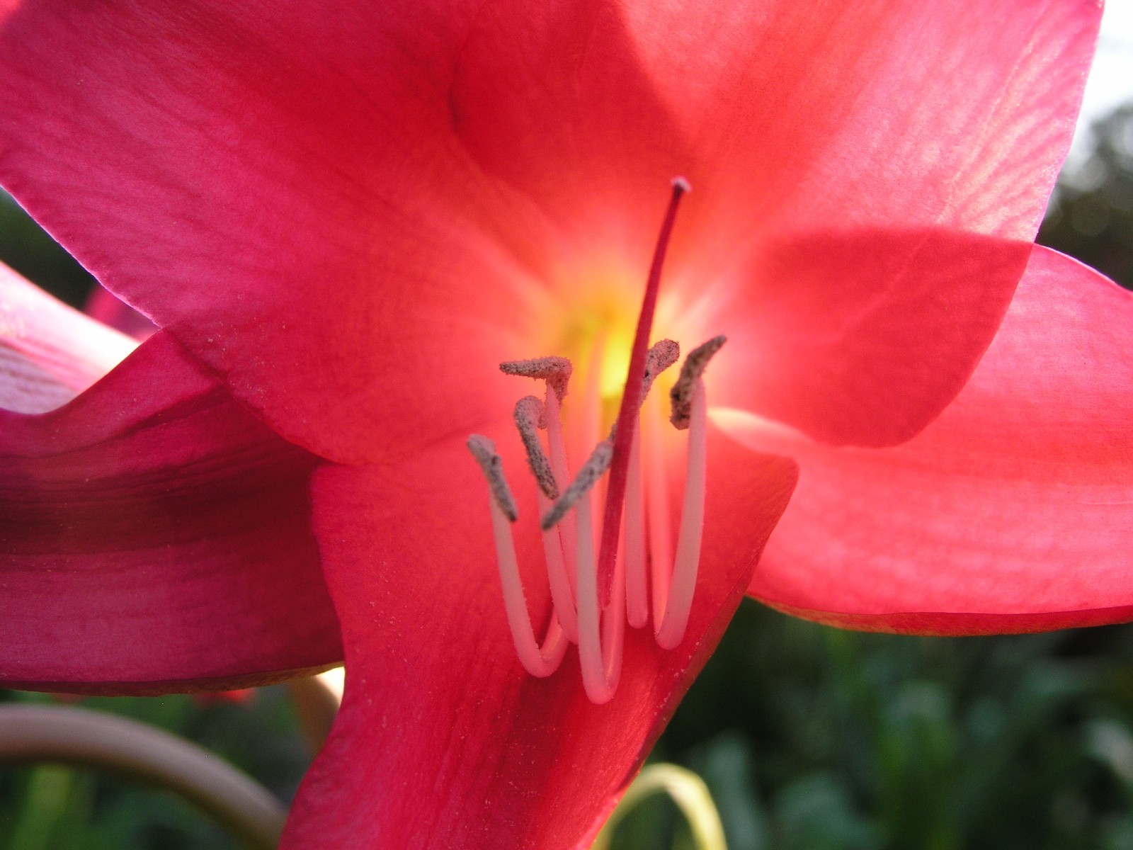 Crinum Lily, Sunbonnet,medium-ize bulb, NEW, largest bulb we sell WOW