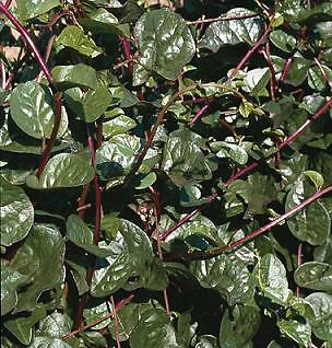 Basella rubra v Rubra 100 seeds