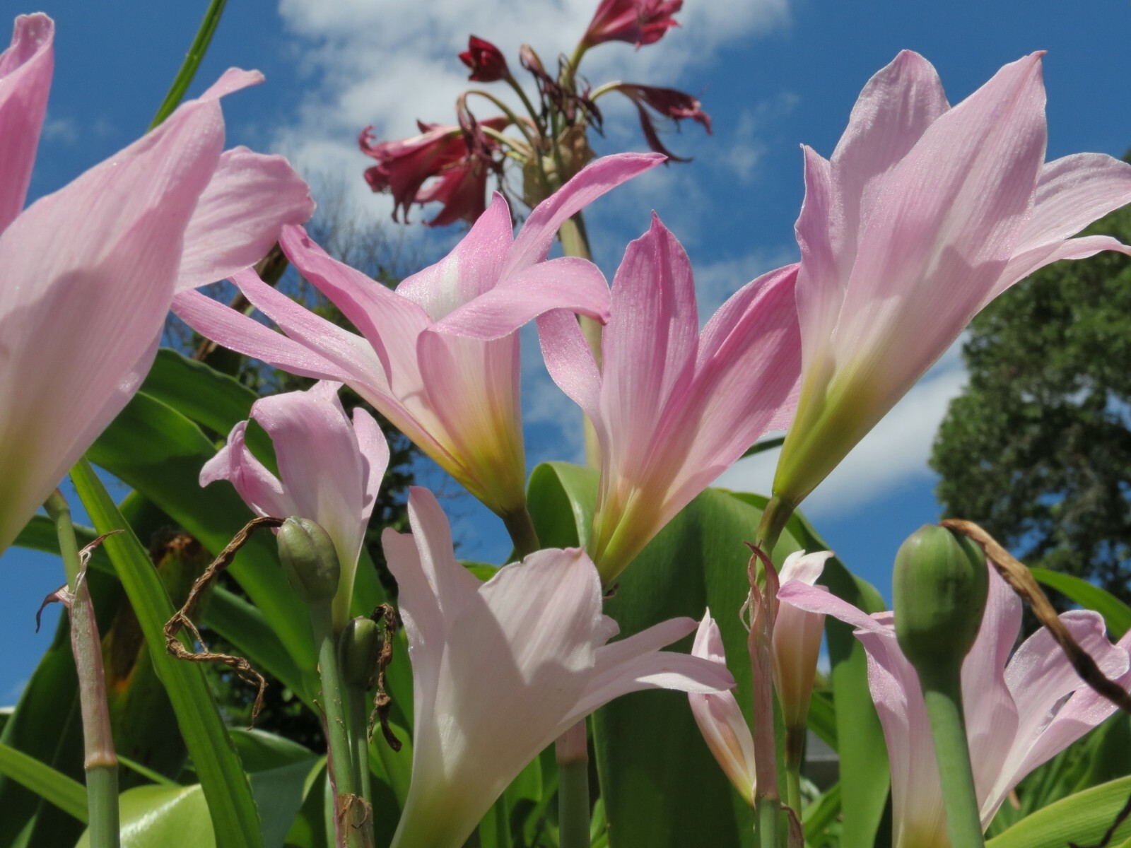 Rain Lily, Habranthus Robustus, 8 bulbs, zephyranthes