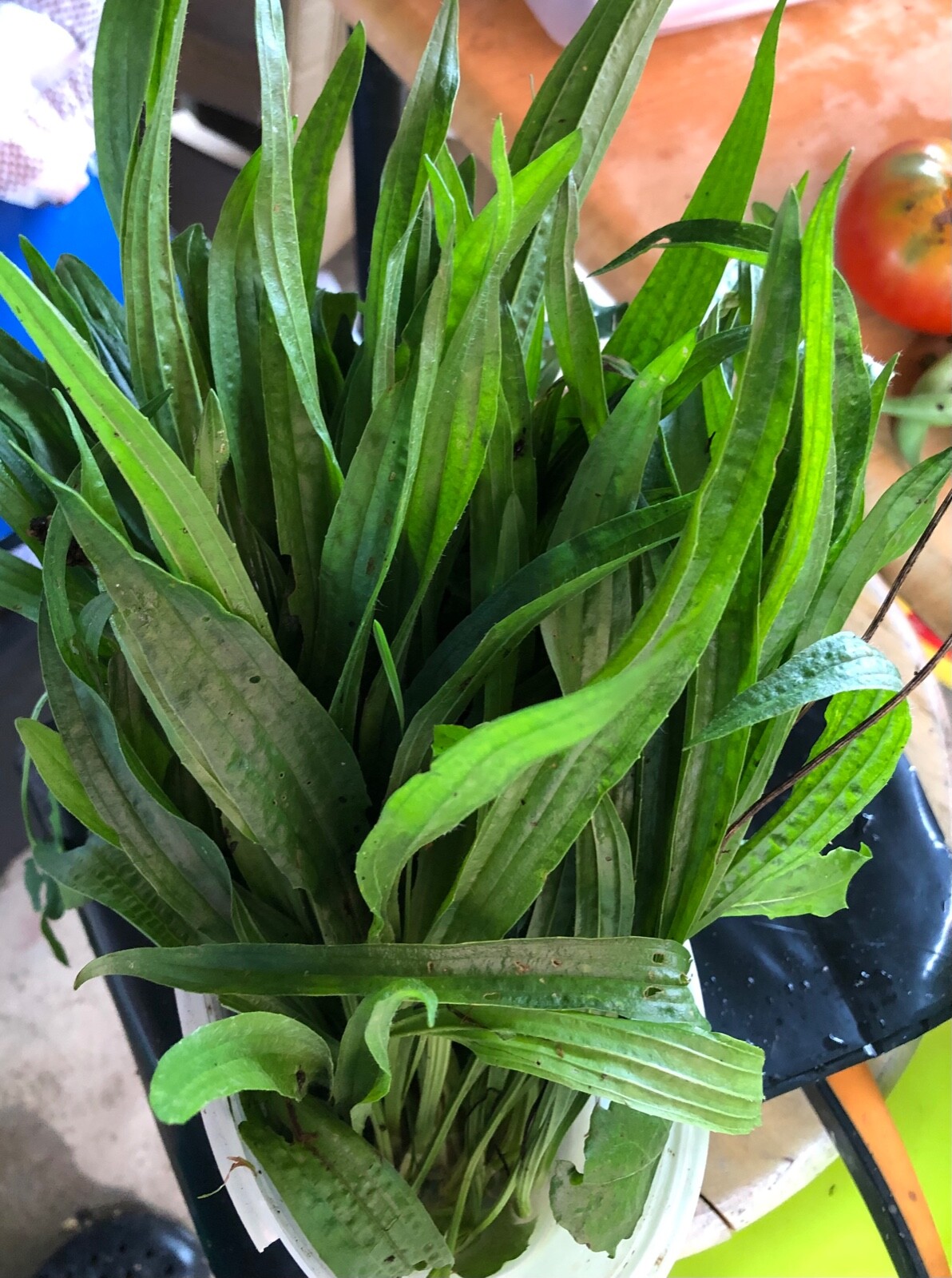 Fresh 2023 Seeds, Cold stratified~Lanceolata*English*Mugwort