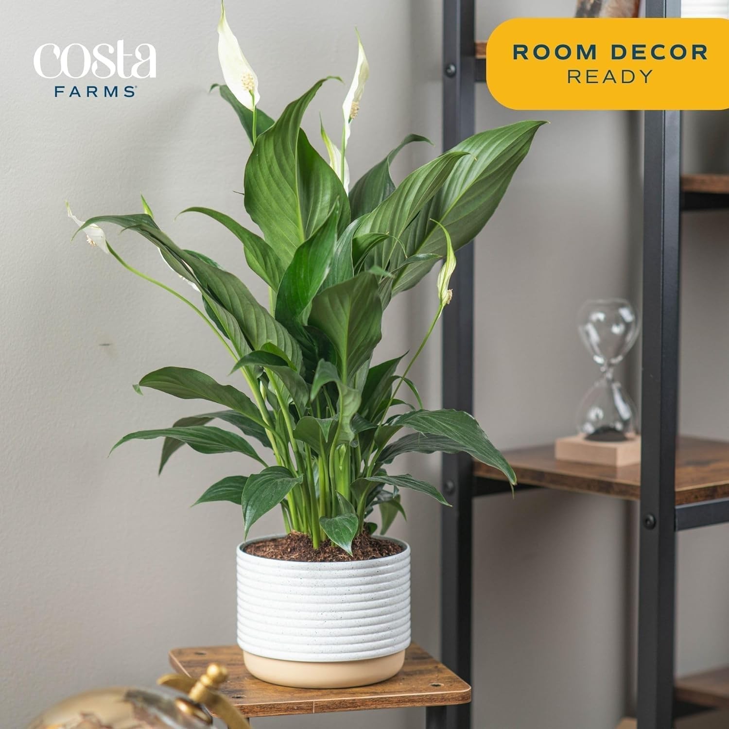 Costa Farms Peace Lily Live Plant in 1 Foot Tall, Indoor Garden Pot