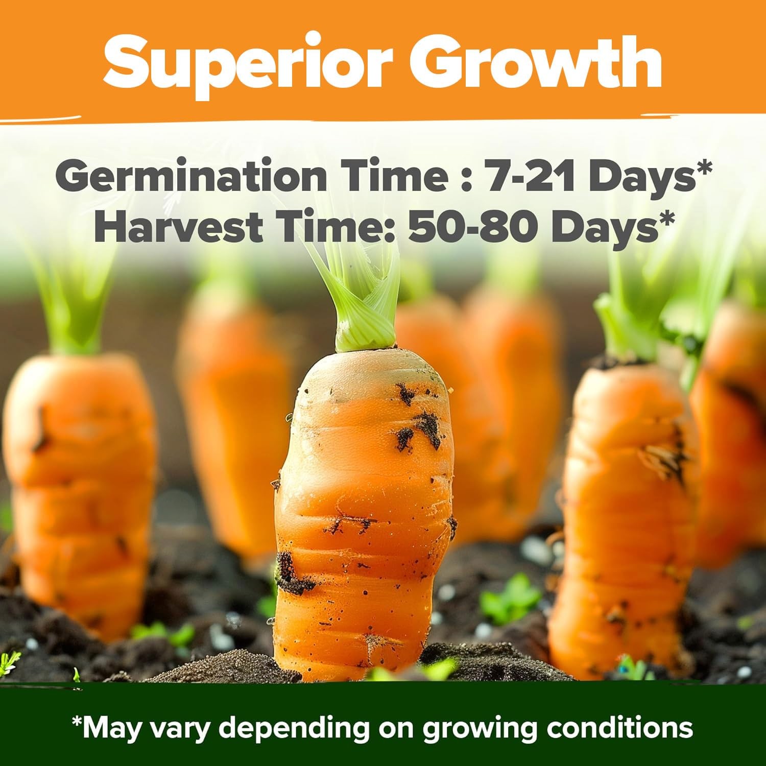 Rainbow Carrot Seeds Mix 10 NonGMO Heirloom Varieties for Home Garden