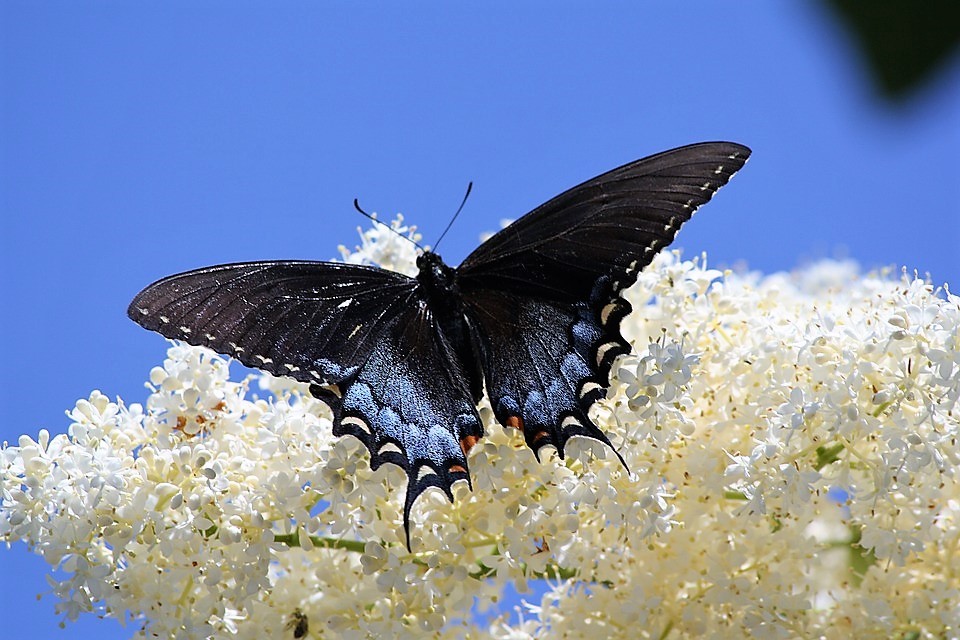 50 WHITE BUTTERFLY BUSH Buddleia Davidii Hummingbird Flower Seeds *Flat S/H