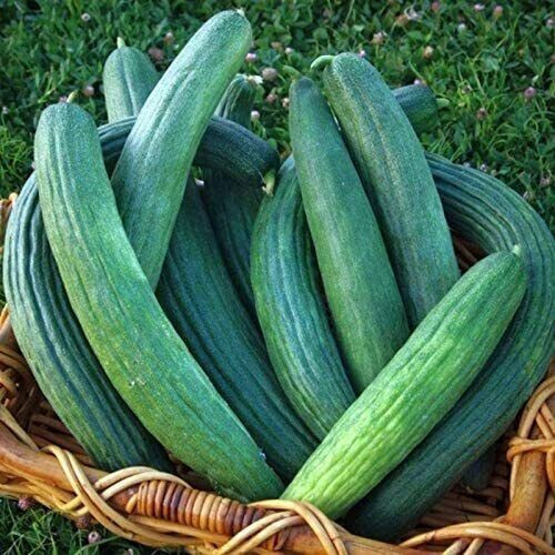 Metki Dark Green Armrnian Cucumber Seeds – 30 Seeds