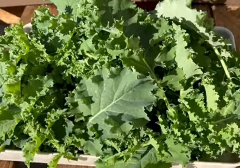 100+ Siberian Kale Seeds Dwarf Winter Hardy container variety 500 mg seed