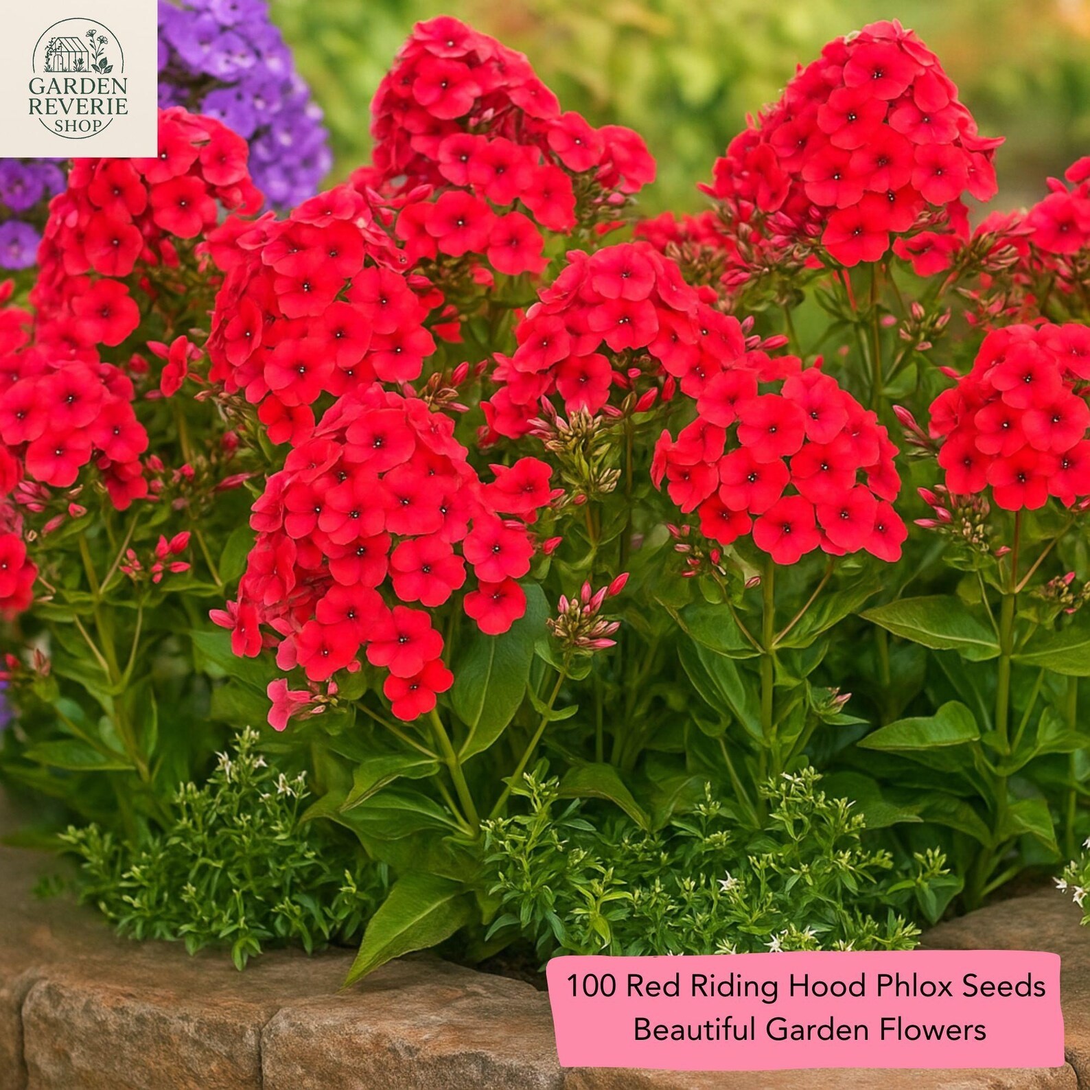 Phlox Red Riding Hood 50 seeds