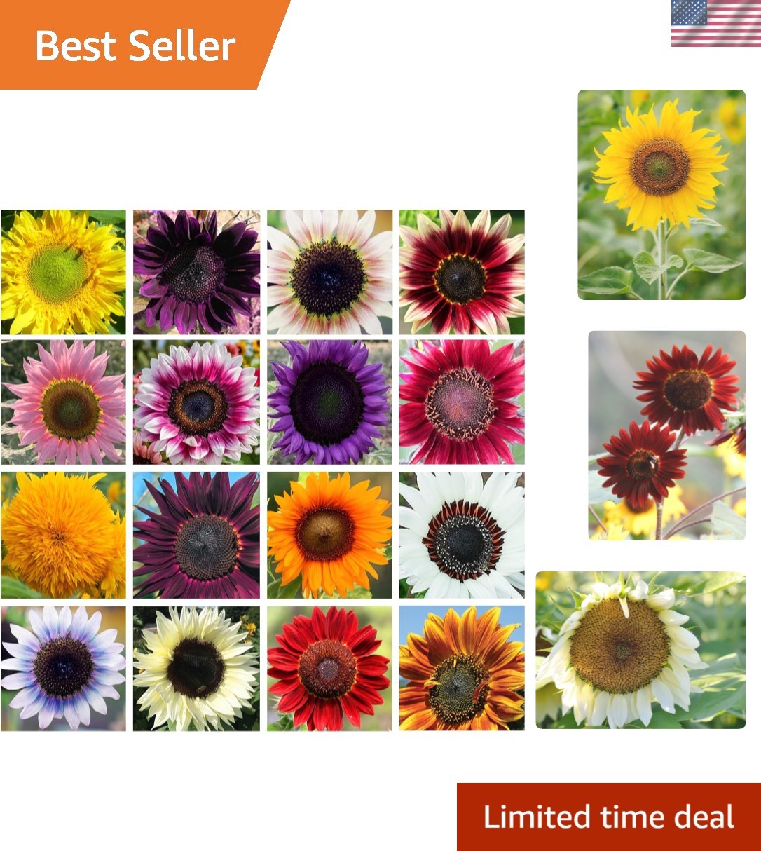 Heirloom Sunflower Seeds – Vibrant Mix of Pink, Purple, Yellow & Red – 100 Pcs