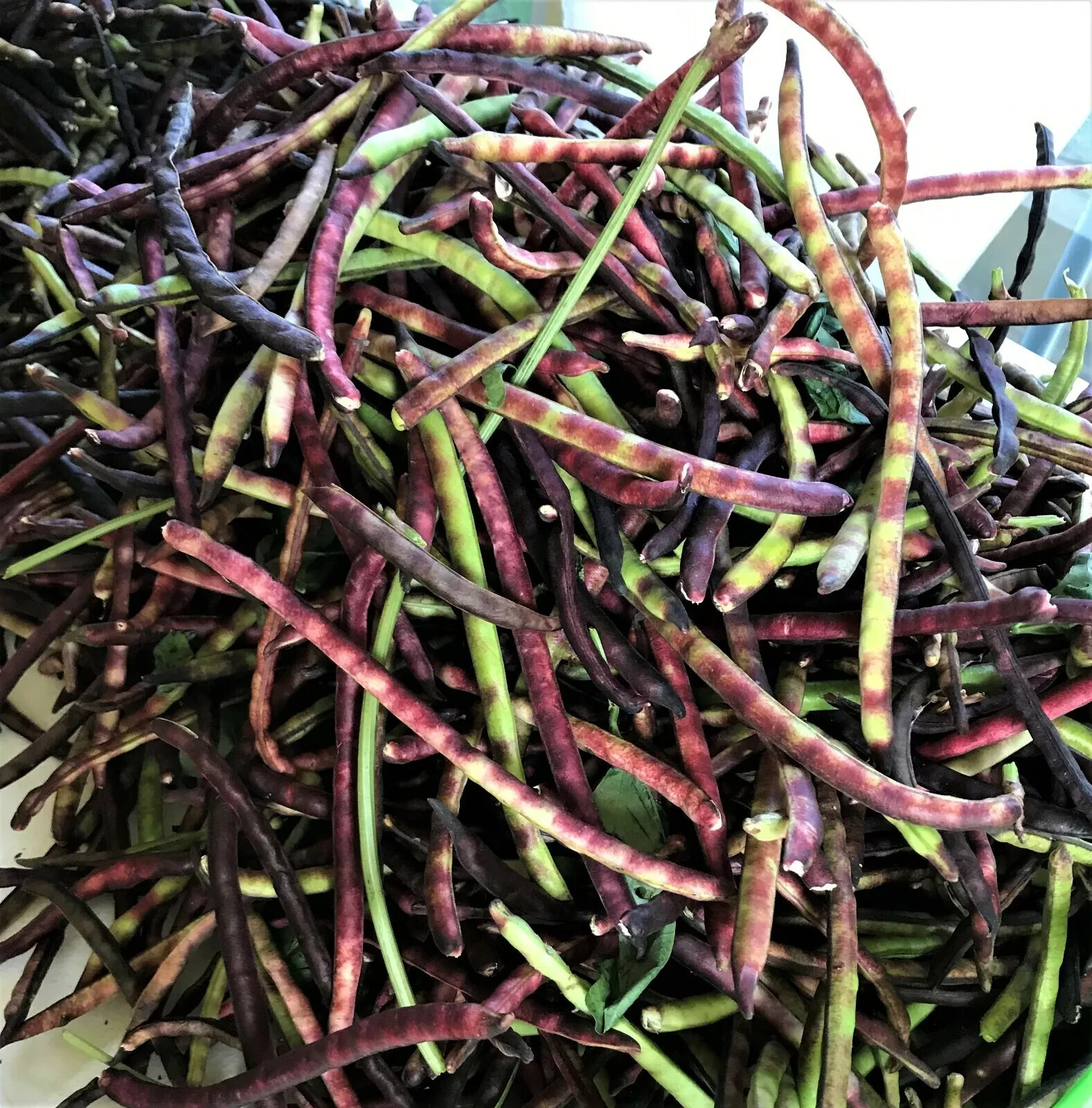 1/4 oz. TOP PICK Pinkeye Purple Hull Peas Seed Southern Cowpea