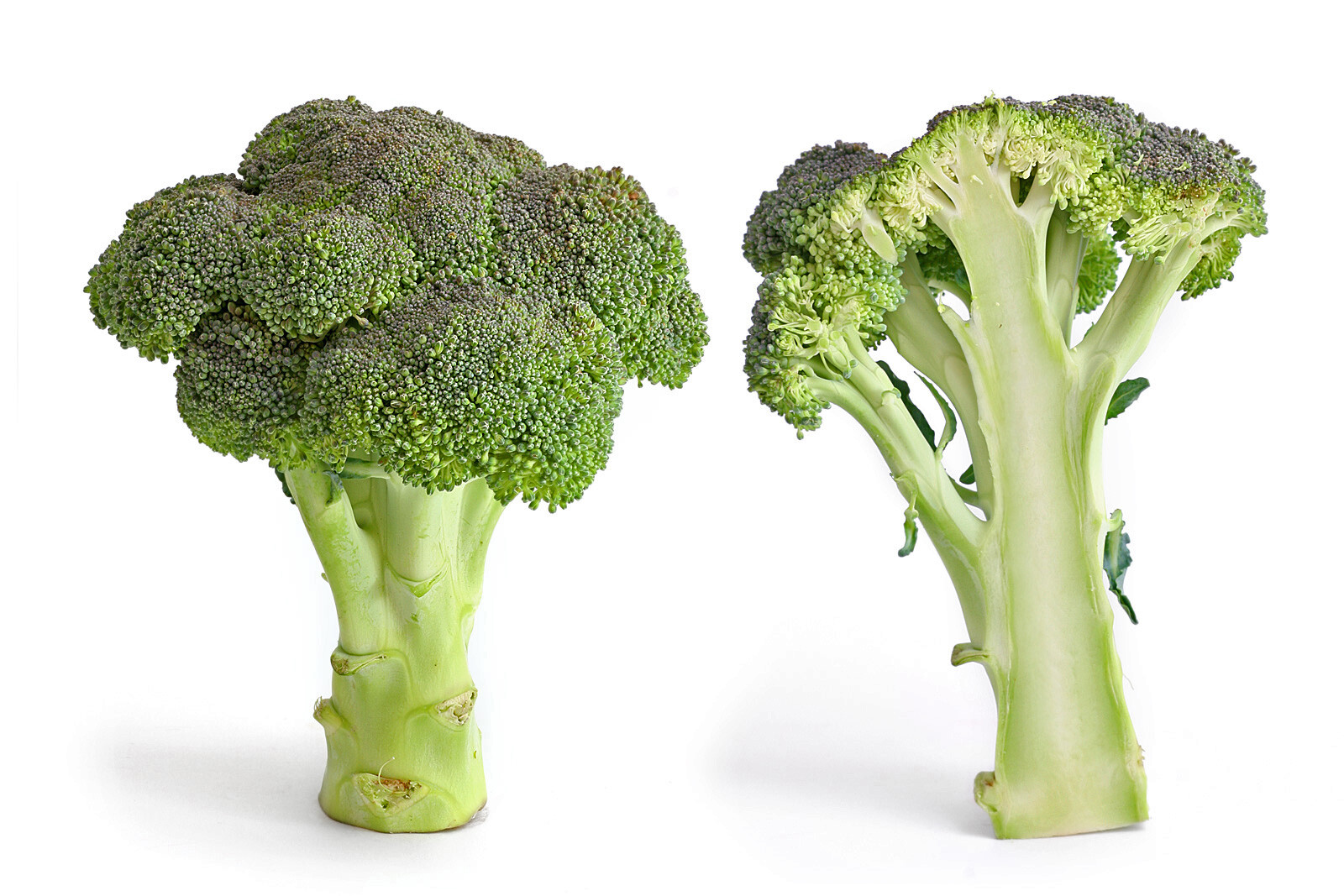 1000 Green Sprouting Calabrese Broccoli – Non-GMO Heirloom Broccoli Seeds